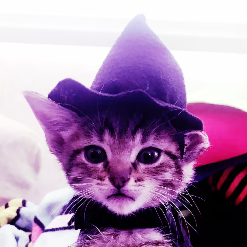 A pink cat wearing a purple witch hat